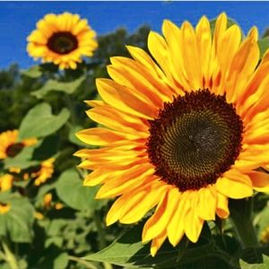 Meet your Posher, Noni